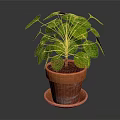 Lush Green Round Leaf Plant in Terracotta Pot with Saucer on Dark Background
