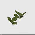 Two Sets of Fresh Green Plant Leaves Displayed on Clean Black Background