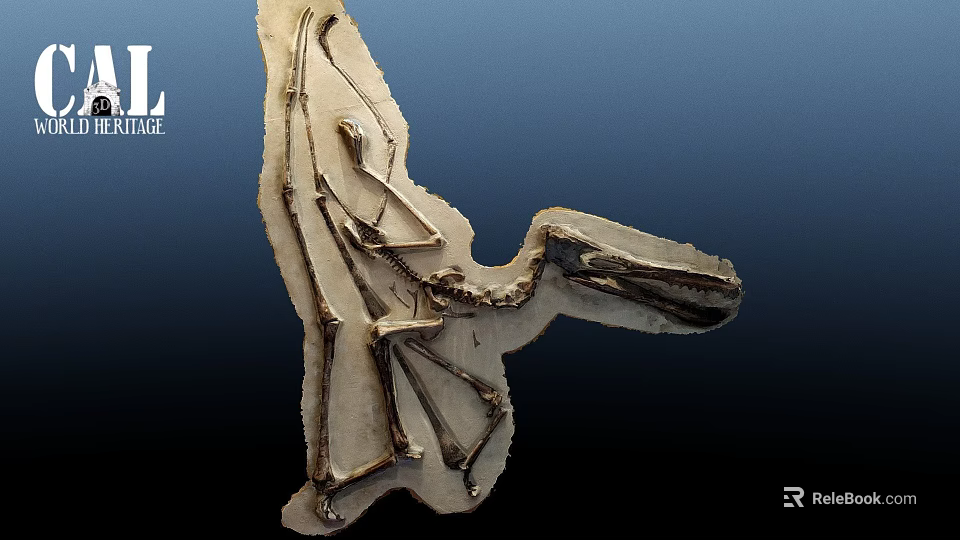 Prehistoric Bird Skeleton Fossil Well Preserved On Ancient Stone Slab 3d model 