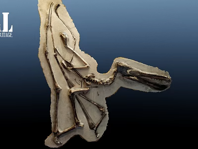 Prehistoric Bird Skeleton Fossil Well Preserved On Ancient Stone Slab 3d model