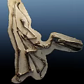 Prehistoric Bird Skeleton Fossil Well Preserved On Ancient Stone Slab