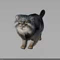 Fluffy Blue Gray Striped Cat With Yellow Eyes In Standing Pose On Gray Background