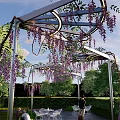 Wisteria Vines Covered Metal Pergola In Outdoor Garden With Tables And Chairs