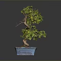Green Leaf Bonsai Plant with Curved Trunk in Blue Square Ceramic Pot on Dark Background