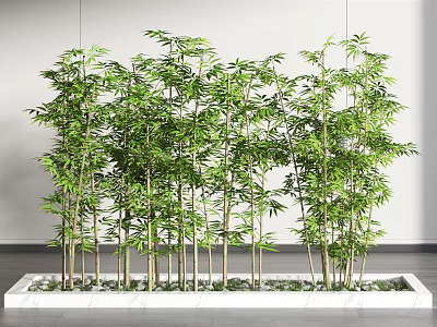 Green Bamboo Plants With Lush Leaves And Tall Stems In Modern Indoor Planter 3d model