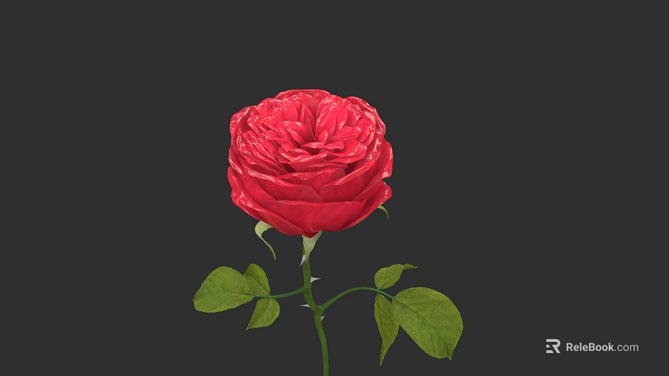 Beautiful Red Rose With Fresh Green Leaves And Stem On Dark Background 3d model 