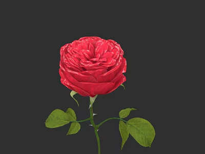 Beautiful Red Rose With Fresh Green Leaves And Stem On Dark Background 3d model
