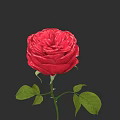 Beautiful Red Rose With Fresh Green Leaves And Stem On Dark Background