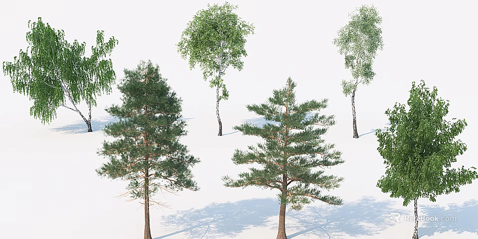 Various Arbor Species Including Pine And Birch Trees With Natural Shadows 3d model 