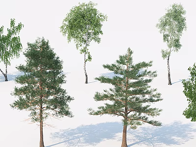 Various Arbor Species Including Pine And Birch Trees With Natural Shadows 3d model