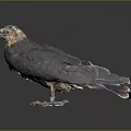 Dark Brown Raptor Standing with Yellow Eyes and Claws on Black Surface Gray Background