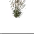 Ornamental Grass with Golden Spiked Inflorescences and Green Leaves against Dark Background in Natural Form