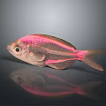 Vibrant Pink Striped Transparent Marine Fish With Gray Background And Reflection 3d model