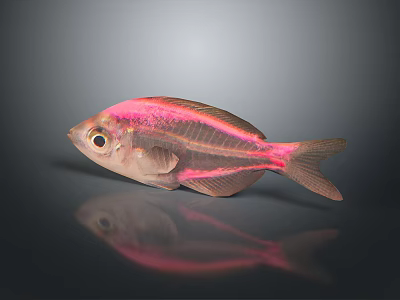 Vibrant Pink Striped Transparent Marine Fish With Gray Background And Reflection 3d model Vibrant Pink Striped Transparent Marine Fish With Gray Background And Reflection 3d model
