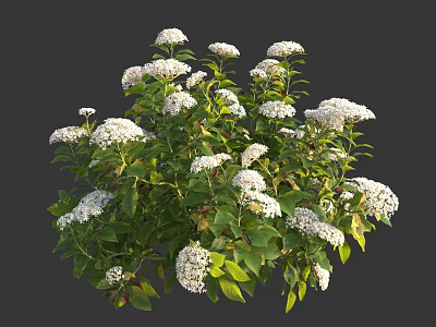 Lush Green Leafy Bushes With Abundant White Flowers In Bloom 3d model