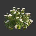 Lush Green Leafy Bushes With Abundant White Flowers In Bloom