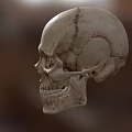 High Quality Medical Device Human Skull Model for Anatomical Education and Research