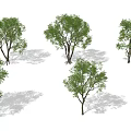 Various Arbor Tree Varieties With Lush Green Foliage And Different Canopy Shapes