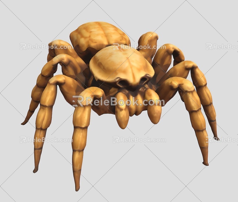 spider reptile crawling pet insect 3d model