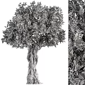 Majestic Tree With Twisted Trunk And Lush Green Foliage In Natural Environment