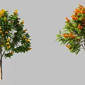 Ornamental Trees With Colorful Foliage In Green Red Orange And Yellow