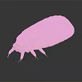 Yellowish Beetle With Elliptical Body And Six Legs On Dark Reflective Surface