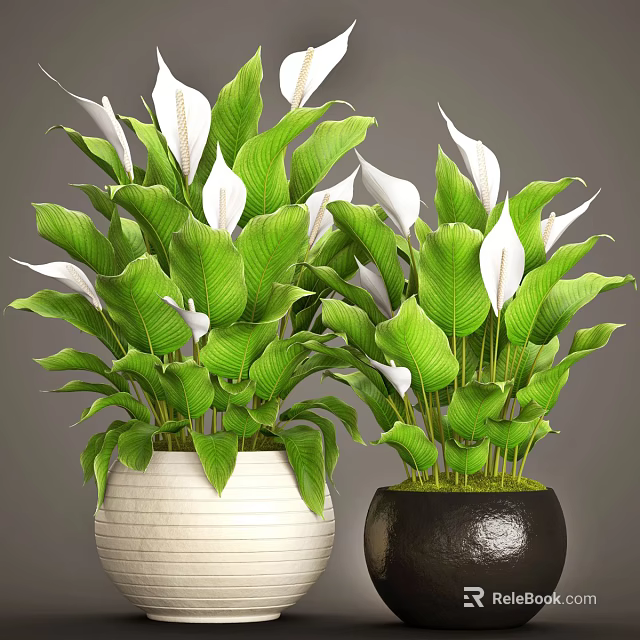 Potted Bonsai Plants with Green Leaves and White Flowers in White and Dark Ceramic Pots 3d model 