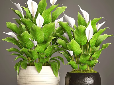 Potted Bonsai Plants with Green Leaves and White Flowers in White and Dark Ceramic Pots 3d model