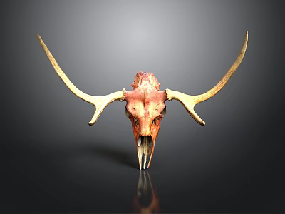 Decorative Bull Skull With Long Horns Red Yellow On Dark Background With Reflection 3d model