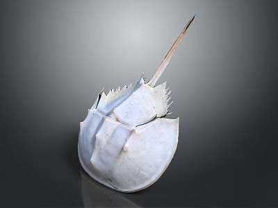 Horseshoe Crab With Pale White Hard Carapace And Long Tail Spine Structure 3d model