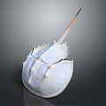 Horseshoe Crab With Pale White Hard Carapace And Long Tail Spine Structure