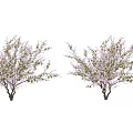 Two Flowering Trees with Purple Blossoms and Green Leaves Against White Background