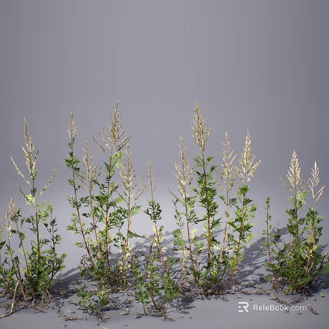 Natural Wild Herbs With Slender Stems Pale White Spikes And Green Leaves On Gray Background 3d model 