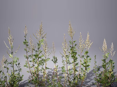 Natural Wild Herbs With Slender Stems Pale White Spikes And Green Leaves On Gray Background 3d model