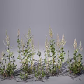 Natural Wild Herbs With Slender Stems Pale White Spikes And Green Leaves On Gray Background