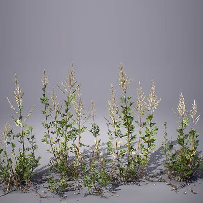 Natural Wild Herbs With Slender Stems Pale White Spikes And Green Leaves On Gray Background 3d model