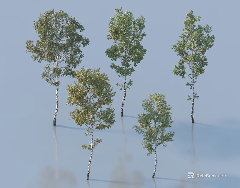 Tall Green Arbor Trees With White Trunks And Lush Foliage In Natural Setting 3d model 