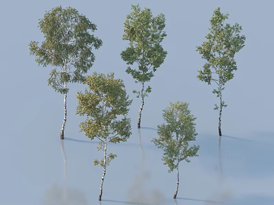 Tall Green Arbor Trees With White Trunks And Lush Foliage In Natural Setting 3d model