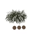 Decorative Ornament Arrangement Featuring Green Plants and White Flowers for Home Interior Decor