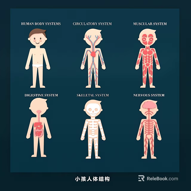 Educational Human Body Systems Wall Decor With Anatomical Charts And Illustrations 3d model 
