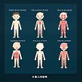Educational Human Body Systems Wall Decor With Anatomical Charts And Illustrations 3d model