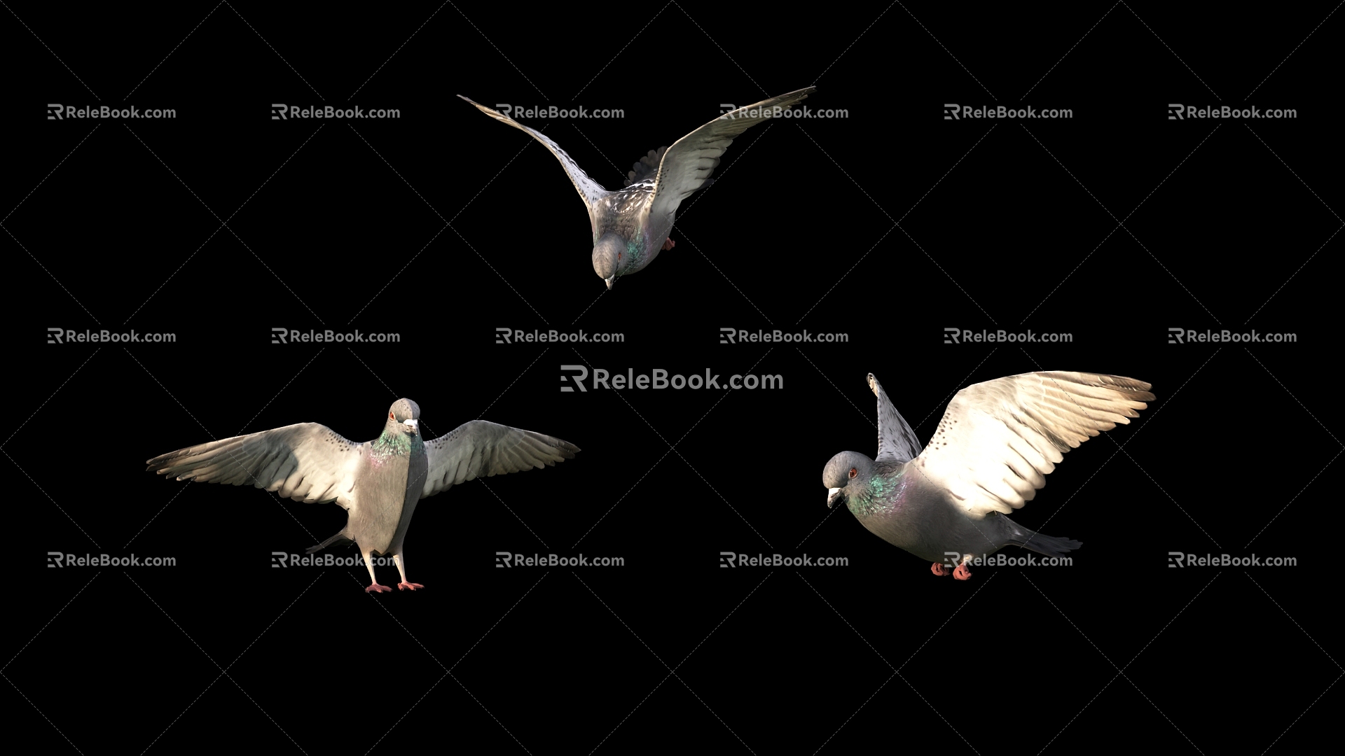 Modern pigeons 3d model