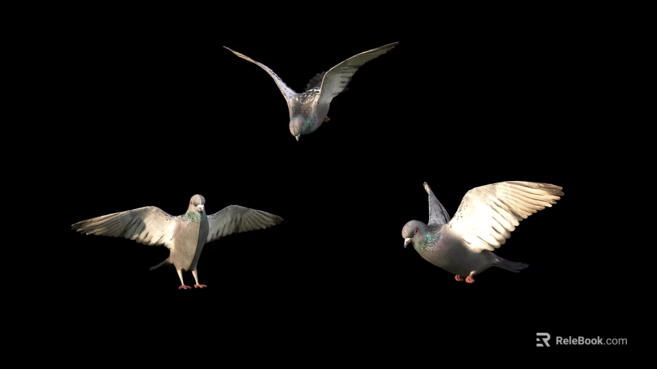Pigeons Gracefully Flying And Standing With Spread Wings On Black Background 3d model 