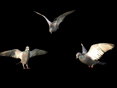Pigeons Gracefully Flying And Standing With Spread Wings On Black Background 3d model