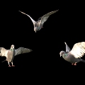 Modern pigeons 3d model