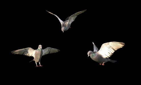 Modern pigeons 3d model