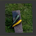 Cartoon Scene With Purple Table Yellow Green Zucchini Rusty Metal Legs And Green Grassy Ground