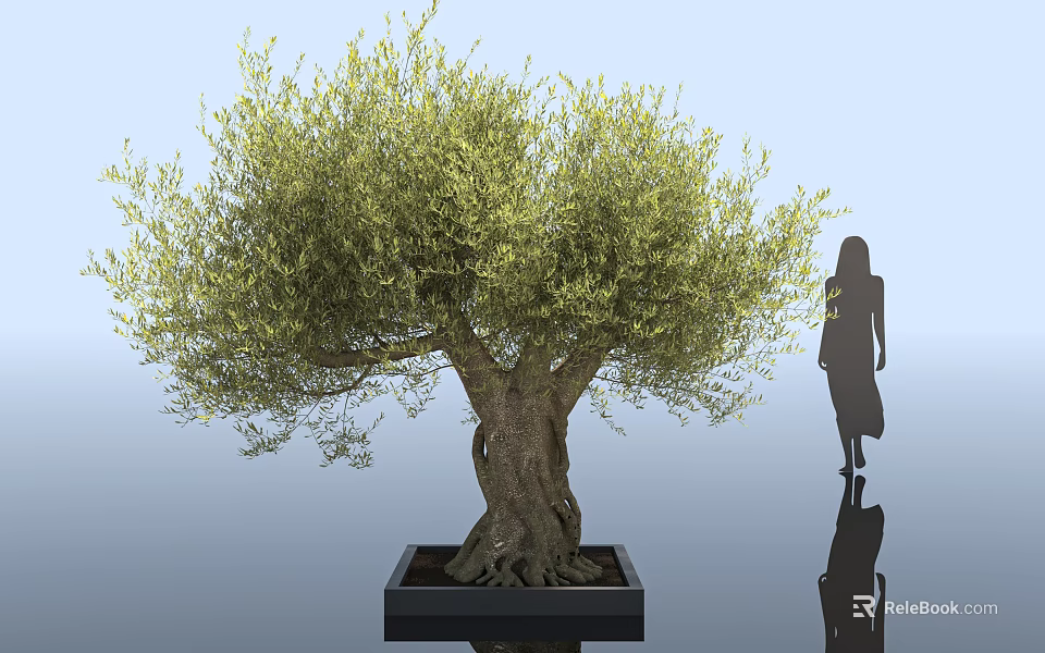 Mature Olive Tree with Lush Foliage and Trunk in Black Square Planter with Human Silhouette 3d model 