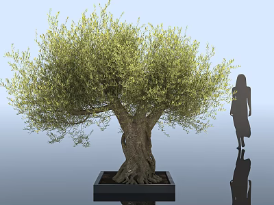 Mature Olive Tree with Lush Foliage and Trunk in Black Square Planter with Human Silhouette 3d model