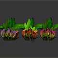 Decorative Plants with Green Leaves and Colorful Pink Orange Purple Blooms for Indoor Decoration